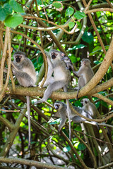 Monkey family with Newborn