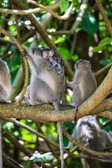 Monkey family with Newborn