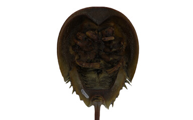 Living fossils Horseshoe crabs on a white background
