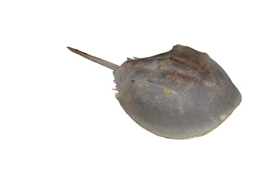 Living fossils Horseshoe crabs on a white background
