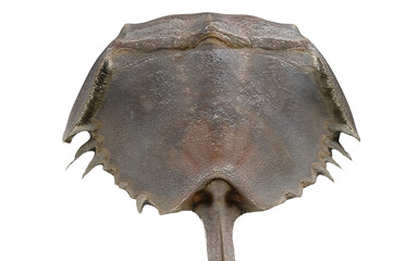Living fossils Horseshoe crabs on a white background
