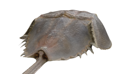 Living fossils Horseshoe crabs on a white background
