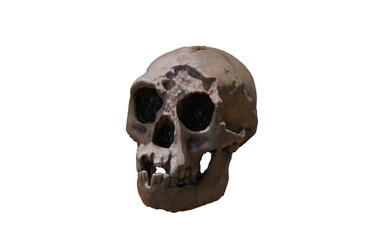 antique skull with wound on top of head 