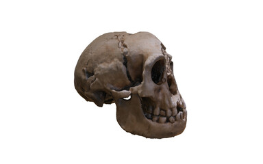 antique skull with wound on top of head 