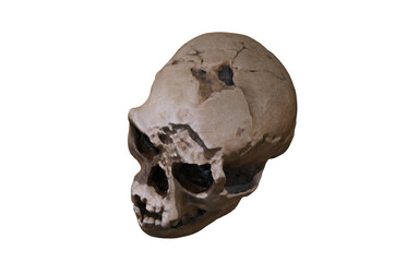 antique skull with wound on top of head 