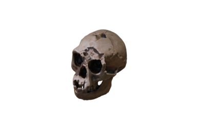 antique skull with wound on top of head 