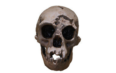 antique skull with wound on top of head 