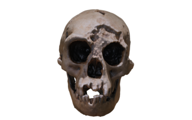 antique skull with wound on top of head 