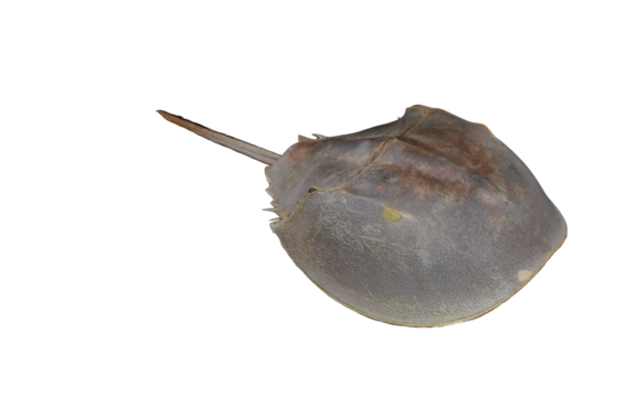 Living fossils Horseshoe crabs on a white background
