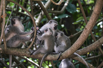 Monkey family with Newborn