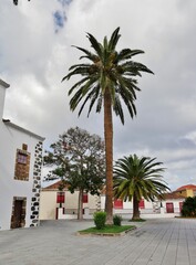 Fototapeta na wymiar Palme auf dem Platz in San Andrès auf La Palma