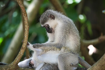 Monkeys grooming
