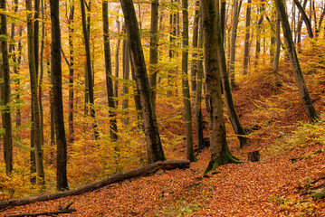Beautiful autumn forest landscape with huge beech trees and fall-colored Foliage, Süntel, Hohenstein Nature Reserve, Weser Uplands, Lower Saxony, Germany