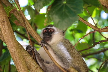 Beautiful Monkey in the trees