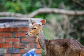 Antelope at Campside