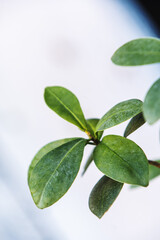 Leaves of a ficus benjamina plant with a white background