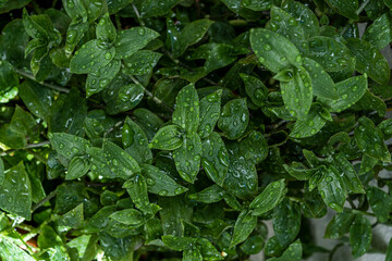 Fototapeta premium Crowd of green leaves of creeper full of drops of water from irrigation