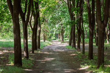 forest trees. nature green wood sunlight backgrounds.