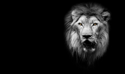 Lion King isolated on black, wildlife portrait. Lion face head ,mammal animal , black white...