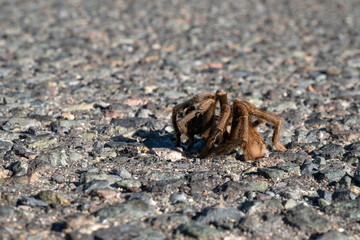 A tarantula spider on an asphalt parking