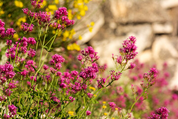 Vanessa cardui butterfly sitting on a pink flower. Known as the painted lady