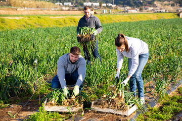 Group of people working on green onions plantation, picking ripe organic vegetables