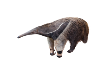 Giant anteater isolated on White Background. Anteater, cute animal from Brazil. Giant Anteater, Myrmecophaga tridactyla, animal with long tail ane long nose, Wildlife scene from wild nature.
