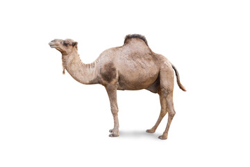 Arabian Camel, dromedary or arabian camel isolated on white background - obrazy, fototapety, plakaty