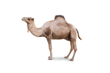 Arabian Camel, dromedary or arabian camel isolated on white background