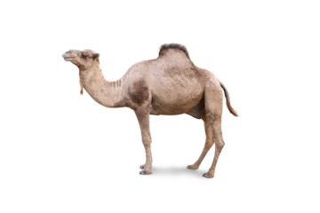  Arabian Camel, dromedary or arabian camel isolated on white background © Gan