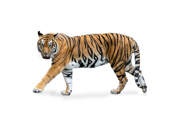 Fototapeta na wymiar royal tiger (P. t. corbetti) isolated on blue background clipping path included. The tiger is staring at its prey. Hunter concept.
