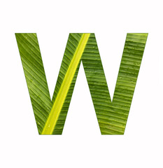 Alphabet letter W - Banana leaf background, natural background