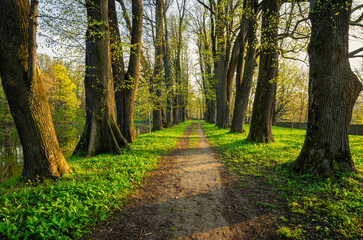 linden alley in the park in spring