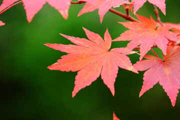 紅葉イメージ（かえで）