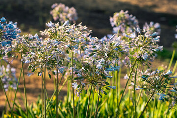 Obraz premium flowers in the garden and beautiful summer summer sun light with natural light