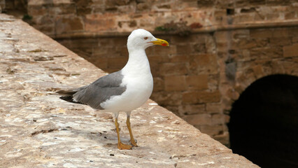 The European herring gull (Larus argentatus) waiting for fishermen in Essaouira, Morocco