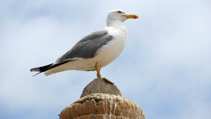 The European herring gull (Larus argentatus) waiting for fishermen in Essaouira, Morocco