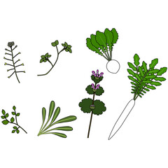 Obraz premium 春の七草