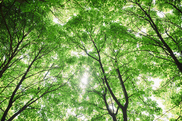 forest trees. nature green wood sunlight backgrounds.