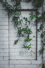 Fototapeta na wymiar Leaves over a white brick background