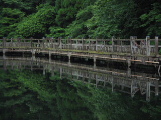 Fototapeta na wymiar 山奥の池と朽ちかけた木道