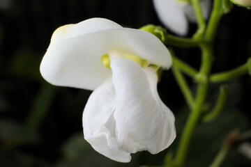 White bean flower with a green blurred stem on a black background.