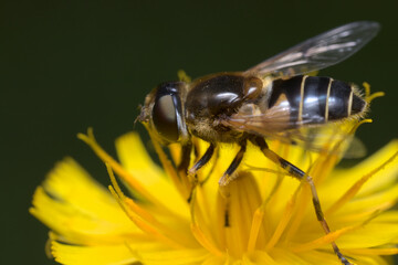 Side view of a female European drone fly (Eristalis arbustorum) sitting on a sow thistle flower.