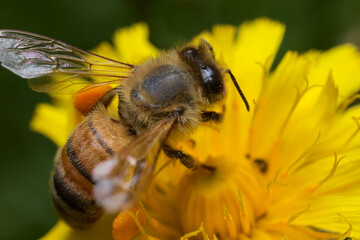 Honey bee  (Apis mellifera) pollinating a sowthistle flower.