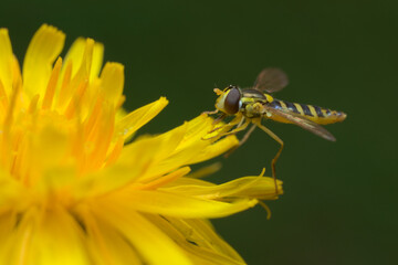 Female long hoverfly (Sphaerophoria scripta) landing on a sow thistle petal.