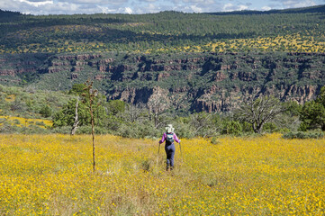 Fototapeta na wymiar Back View Of Woman Hiking In Yellow Flowers