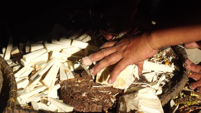 A woman's hand is slicing a young jackfruit or tewel. The morning sun illuminates some. Focus selected