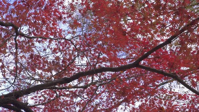 Looking up at Japanese maple trees from the ground. Japanese autumn scene.