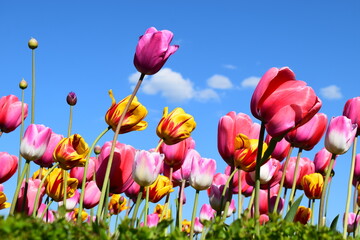 Multicolor tulips flowers on bright blue sky. Beautiful background.