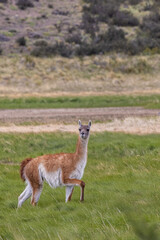 Portrait of a Guanaco in Torres del Paine National Park